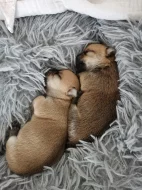 Čivava štěňátka