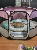 Čivava štěňátka