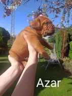 Prodám štěňata Bordeauxske dogy
