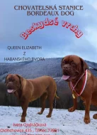 Prodám štěňata Bordeauxske dogy