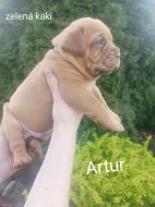 Prodám štěňata Bordeauxske dogy