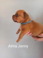 Prodám štěňata Bordeauxske dogy