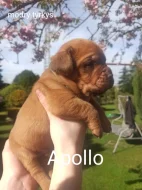 Prodám štěňata Bordeauxske dogy