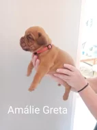 Prodám štěňata Bordeauxske dogy