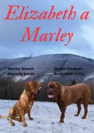 Prodám štěňata Bordeauxske dogy