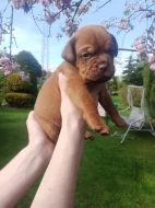 Prodám štěňata Bordeauxske dogy