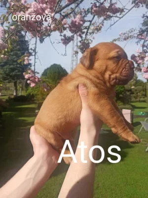 Prodám štěňata Bordeauxske dogy