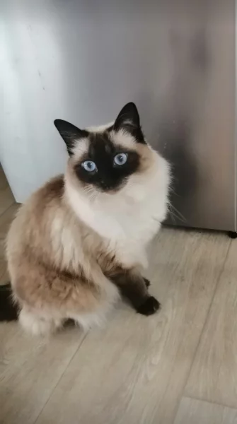 Ragdoll