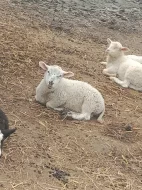 Prodám letošní jehňata