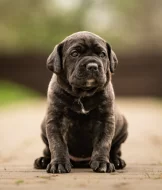 Cane corso- štěňátka s PP