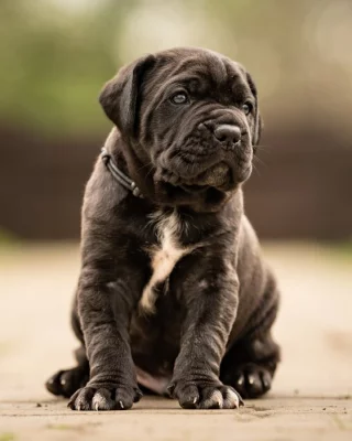Cane corso- štěňátka s PP