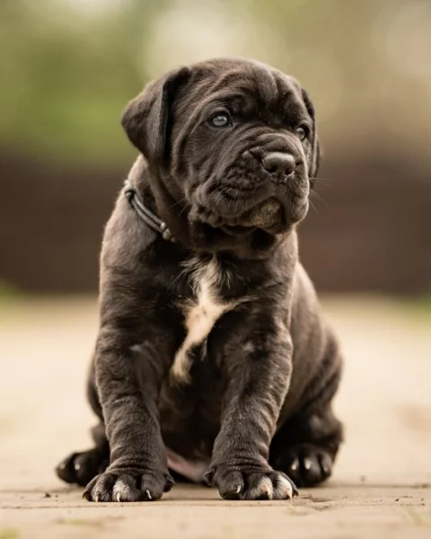 Cane corso- štěňátka s PP