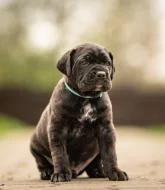 Cane corso- štěňátka s PP