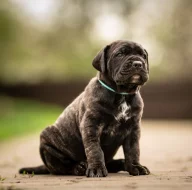 Cane corso- štěňátka s PP