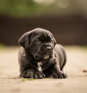 Cane corso- štěňátka s PP