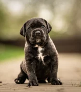 Cane corso- štěňátka s PP