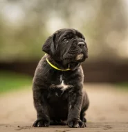 Cane corso- štěňátka s PP