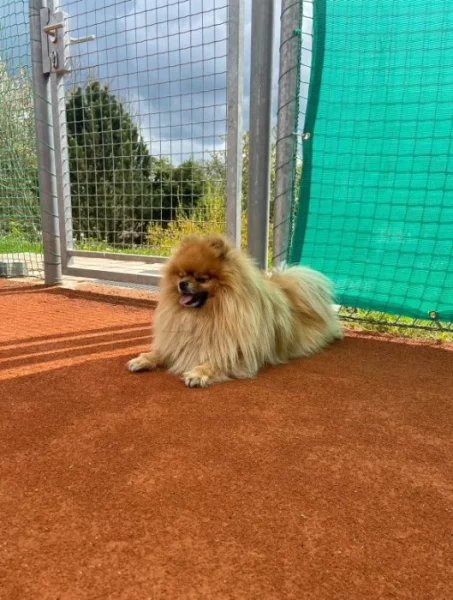 Malý německý špic