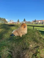 Malý německý špic