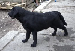 Labradorský retrívr- černá štěňátka s pp
