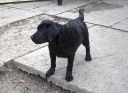 Labradorský retrívr- černá štěňátka s pp