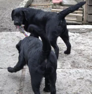 Labradorský retrívr- černá štěňátka s pp