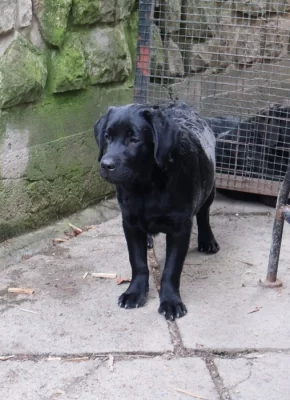 Labradorský retrívr- černá štěňátka s pp