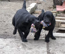 Labradorský retrívr- černá štěňátka s pp