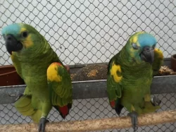 Prodám amazoňany modročelé,