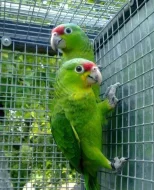 Prodám amazoňany modročelé,