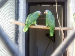 Prodám amazoňany modročelé,