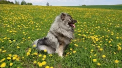 Prodám štěňata Německého špice vlčího