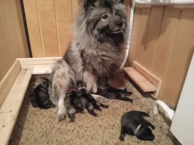 Prodám štěňata Německého špice vlčího