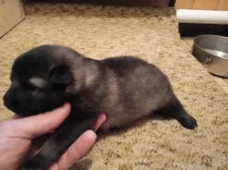 Prodám štěňata Německého špice vlčího