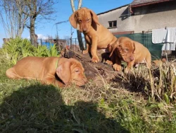 Maďarský ohař - štěňátka