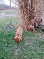 Maďarský ohař - štěňátka