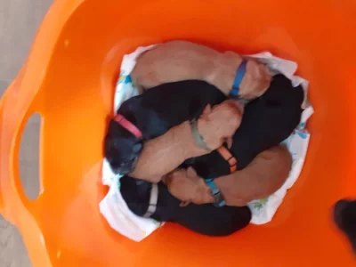 Hovawart - štěně s PP k rezervaci