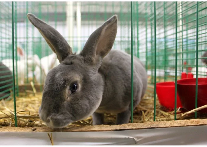 Rex Slovenský sivomodrý