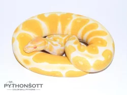 ŽIVÁ EXOTIKA 13.4.24 - Krajta královská (Python regius) SLEVA -25% NA VŠE !!!