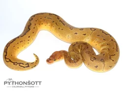 ŽIVÁ EXOTIKA 13.4.24 - Krajta královská (Python regius) SLEVA -25% NA VŠE !!!