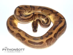 ŽIVÁ EXOTIKA 13.4.24 - Krajta královská (Python regius) SLEVA -25% NA VŠE !!!