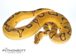 ŽIVÁ EXOTIKA 13.4.24 - Krajta královská (Python regius) SLEVA -25% NA VŠE !!!