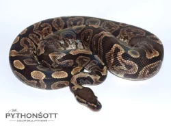 ŽIVÁ EXOTIKA 13.4.24 - Krajta královská (Python regius) SLEVA -25% NA VŠE !!!