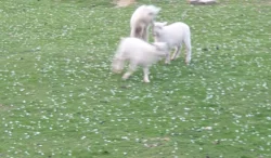 Prodám quessantské ovce, jehňátka, beránky