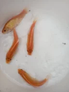 Jezírkové ryby