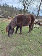 Poník Čertík
