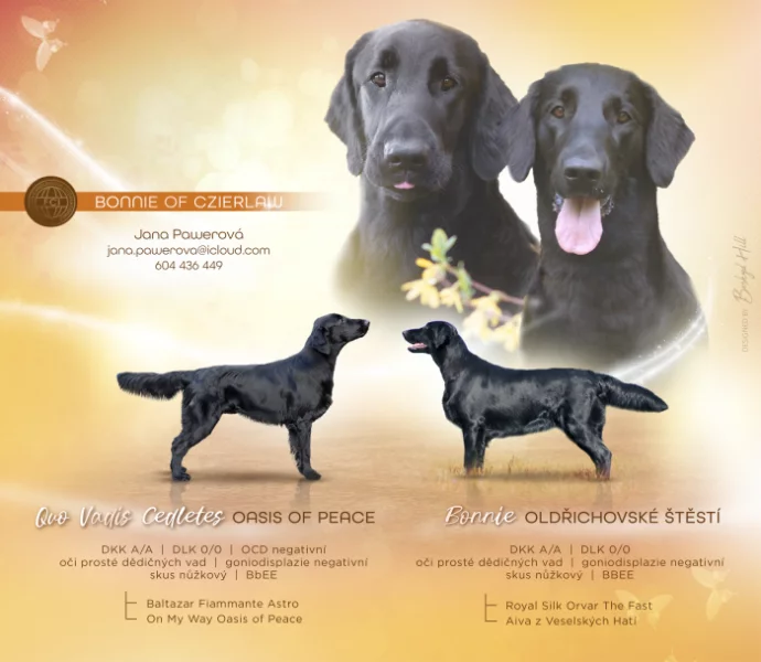 Flat couted retriever