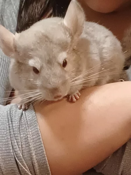 Cincila