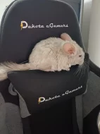 Cincila