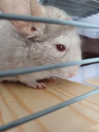 Cincila